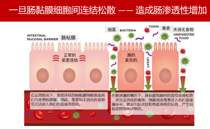 圖6 泡桐叢枝植原體效應因子PaWB-SAP54與PfSPLa互作誘導白花泡桐叢枝癥狀形成 圖6 泡桐叢枝植原體效應因子PaWB-SAP54與PfSPLa互作誘導白花泡桐叢枝癥狀形成
