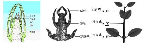 葉芽結構發(fā)育示意圖