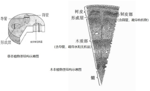 植物莖結構示意圖