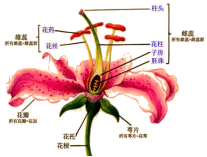植物花結構示意圖