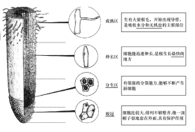 植物根結構示意圖