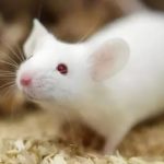 轉錄組學助推西北農林科技大學在中科院一區(qū)發(fā)布重要研究成果